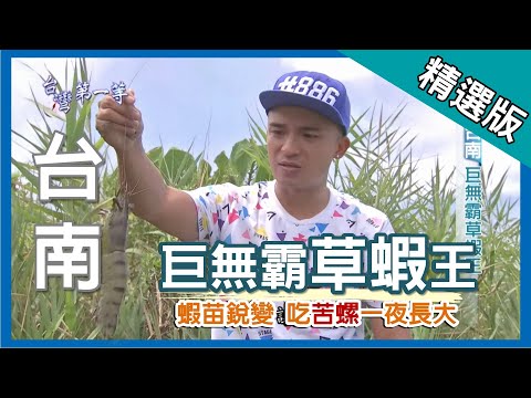 台灣第一等【巨無霸草蝦王 餵食苦螺一夜長大】台南_精選版 - YouTube(11分05秒)