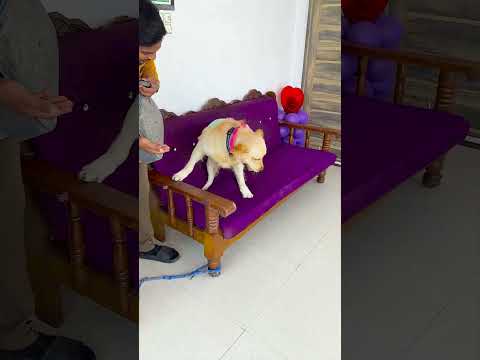 आखिर में क्या खा लिया था मेरे प्यारे डॉगी ने😱 #funnydogs #shorts