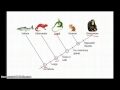Exploring Cladograms and Their Functionality