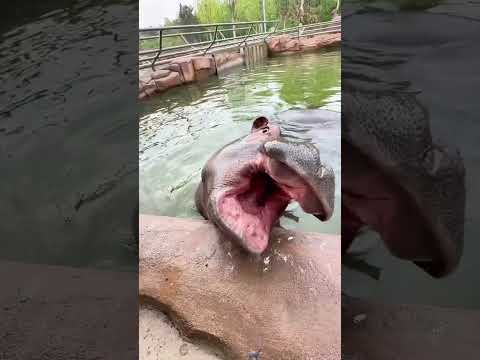 Hippo:terrible human #funnyanimal #foryou #funny #ihavethisthingwithplants #funnypet