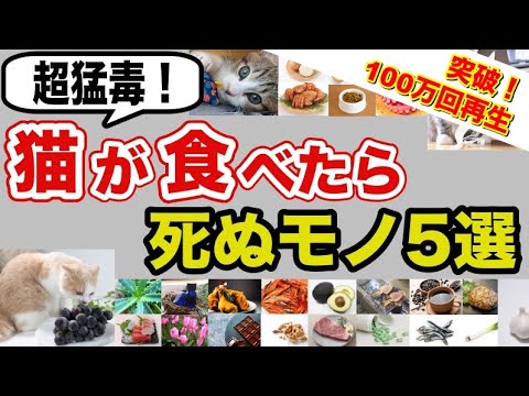 超猛毒！猫が食べたら死ぬモノ５選を獣医師が解説