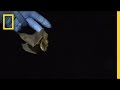 Bat Conservation and White Nose Syndrome