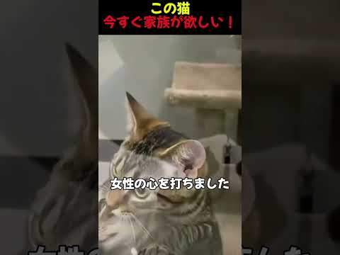 この猫今すぐ家族が欲しい！