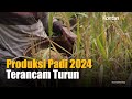 Kuis Produktivitas Padi di Indonesia