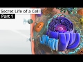 Exploring the Functions of Cell Organelles