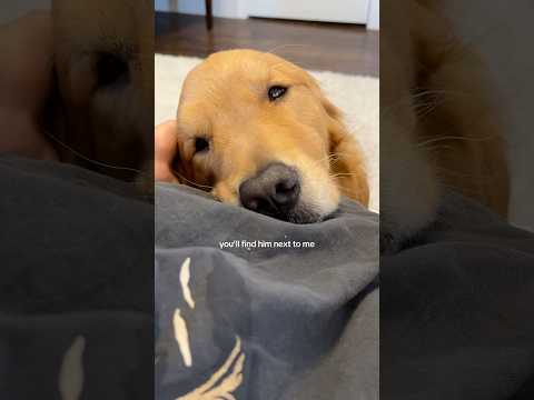 This dog is my shadow 💛