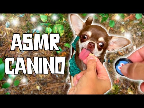 OS 10 SONS MAIS LEGAIS QUE MEUS CACHORROS FAZEM - ASMR DE CÃES