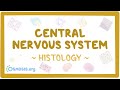 Neuroglia and CNS Functions