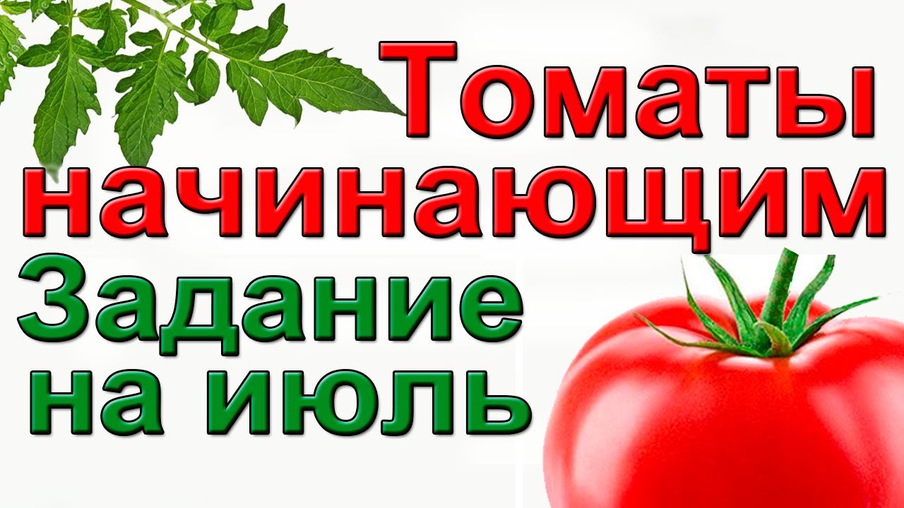 Томаты выбор схемы посадки начинающим