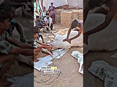ரேக்ளா மாடுகள் சுளுக்கு நெஞ்சடைப்பு எடுத்தல்#shorts #treatment #medical