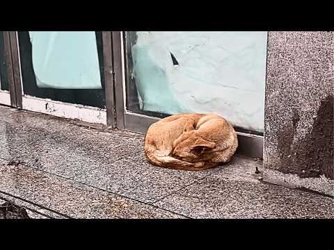 A timid stray dog afraid of humans learns to trust again through a girl's 20 days of gentle care.