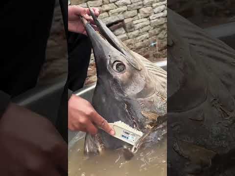 Ils ont tout essayé pour manger ce poisson pourri… mais l’odeur était insupportable !