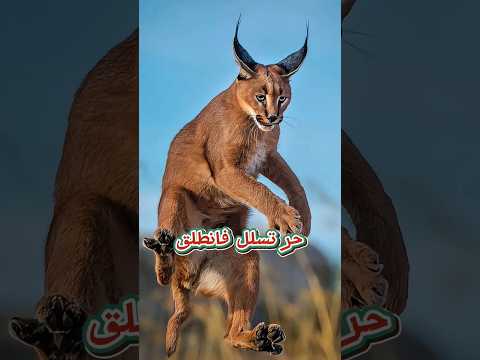 يا ليتني كنت الوشق - قصة البطل الذي أرعب الاحتلال