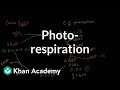 Understanding the Calvin Cycle and Photorespiration