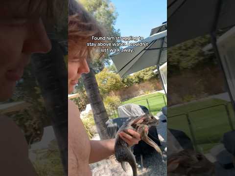 Saved a Bunny Rabbit today π₯ΉππΌ #animals #wildliferescue #kindness