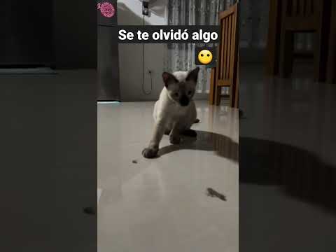 Se te olvidó algo 😶 #shorts #cat #youtubeshorts