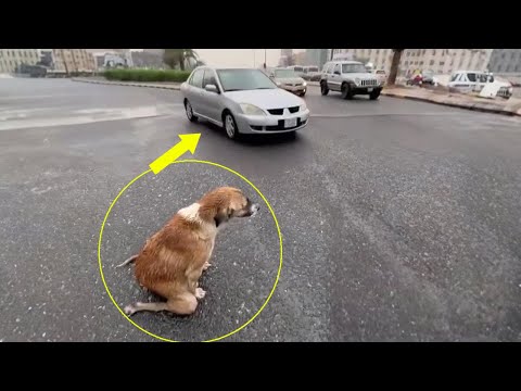 Mama dog knelt in the rain and begged every passing car to save her puppies
