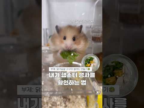 나의 햄스터 생사확인법
