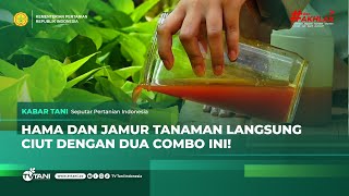 Duet Maut Bawang Putih dan Kunyit Bisa Jadi Superhero Alami