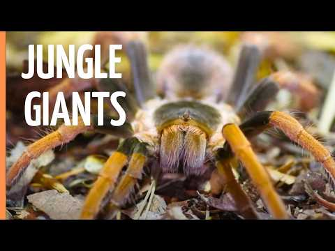 YouTube video thumbnail: Amazon Rainforest: Where Every Step Could Be Your Last