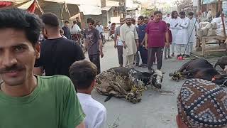 Qasai Ki Maharat Aik Time Main 5 Janwar Zibah Kar Diya
