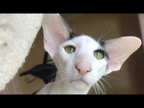 Teddy discovers the garage and his honks get LOUD