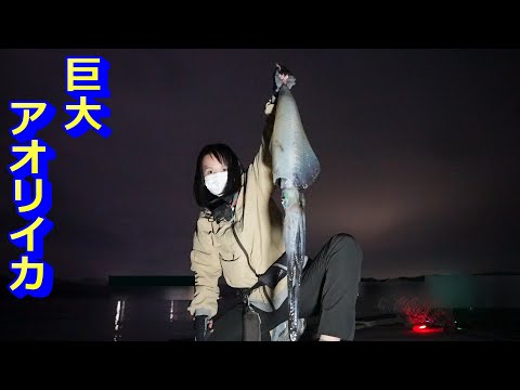 巨大なアオリイカが釣れた！自己記録大幅更新！