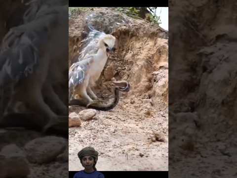 الافعى تحاول تشتيت قوه الصقر #animals