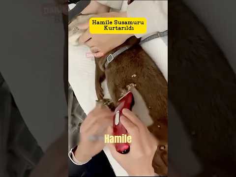 🦦 Su Samurunun Güven Hikâyesi: Bir Adam, Bir Tekne ve Bir Mucize Doğum! 💙