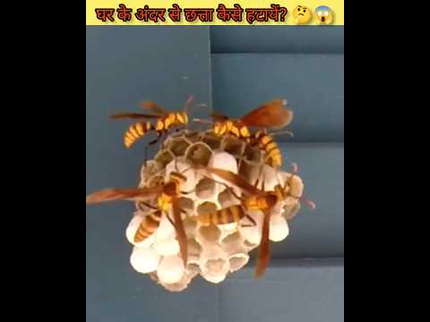 घर से छत्ता कैसे हटायें? Amazing Trick To Remove Wasps #shorts