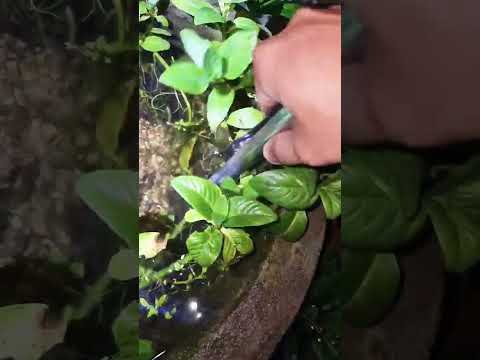 Gặp rắn trong hồ cá cảnh