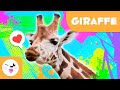 Giraffe Facts and Conservation