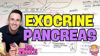 Pancreas | Exocrine Physiology