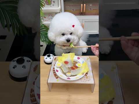 #Cute pets #A greedy dog at home #Food - loving pet #Bichon Frise