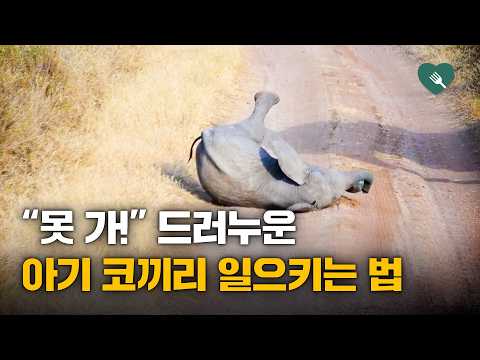 "더는 못 가" 떼쓰는 아기 코끼리, 바로 일으키는 법