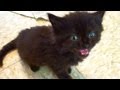 Animal Sounds and Reactions