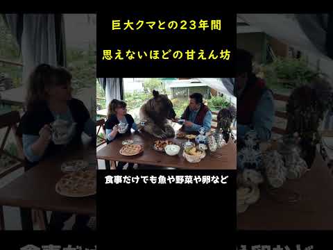 巨大クマとは思えないほどの甘えん坊、家族同然に過ごしてきた23年間！
