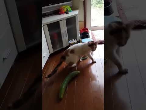 Gatti vs Cetrioli #doppiaggio #cats