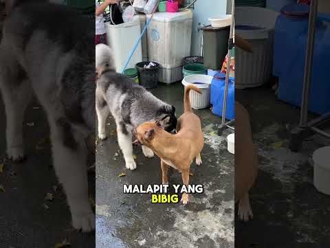 Casper and chichi #shorts #funnyshorts #funnydog #funnyvideo