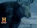 Moose Collision Incident Analysis