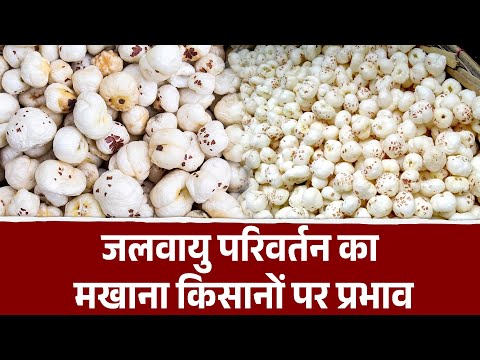जलवायु संकट के चक्रव्यूह में फंसा बिहार का मखाना | Climate Change and Makhana Farming in Bihar