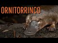 Platypus: A Unique Mammal