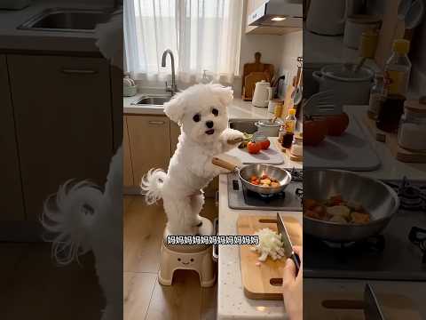 The child has grown up and can cook for his mother#Cute Pet Debut Plan.#Bichon #pets #dog #shorts