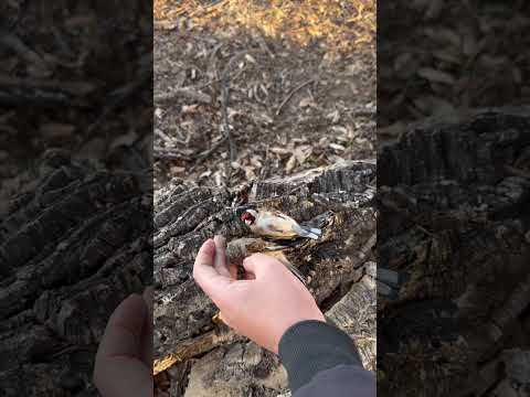 Beautiful birds sleep in the wild😍