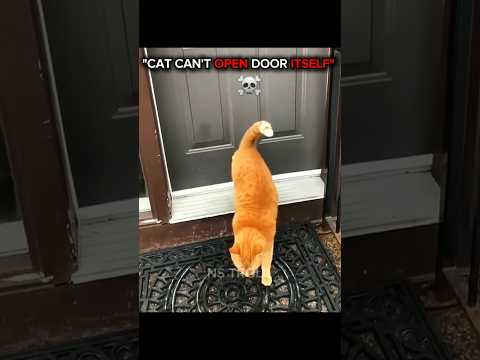 Cat can't open door itself ☠️🔥🗿//#cats #catvideos