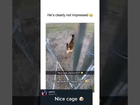 Nice cage 🐶 follow me! #trending #fyp #explore #viral #reels #funny #dog #memes #lol #haha #lmao