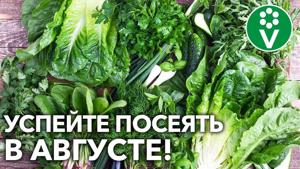 Всего три недели и свежая витаминная зелень на вашем столе!