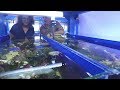Crown-of-Thorns Starfish Impact on Coral Reefs
