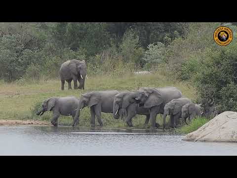 Majestic Elephant Herd Enjoys a Refreshing Drink at the Watering Hole