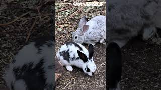 Wildwald Voßwinkel: Lieblingsort wie zu Großvaters Zeiten. www.wildwald.de